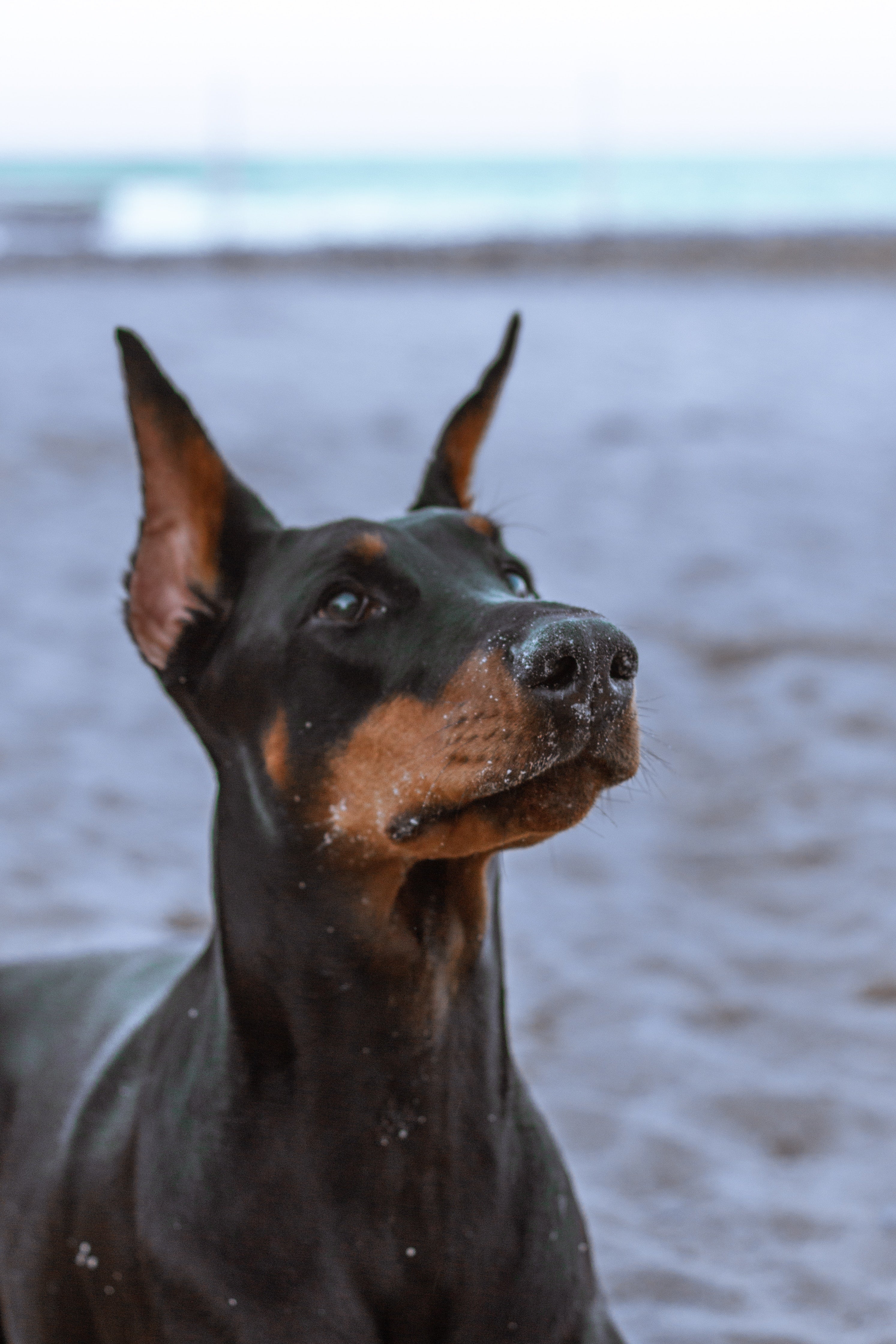 Learn Don t Return Doberman Pinscher Dog Breed PetzPaws