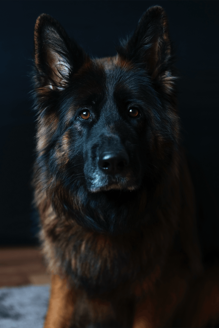 Learn, Don't Return - German Shepherd Dog Breed