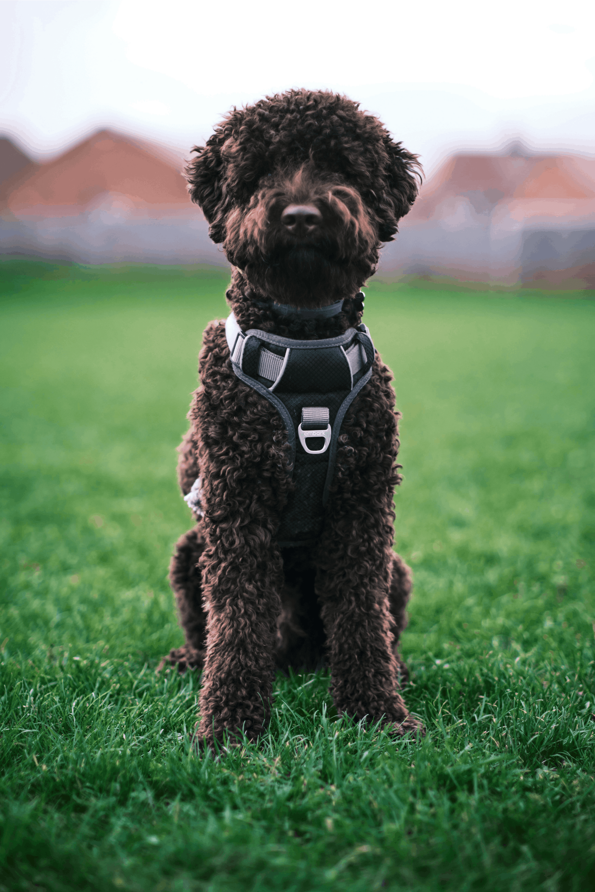 Learn, Don't Return - Lagotto Romagnolo Dog Breed