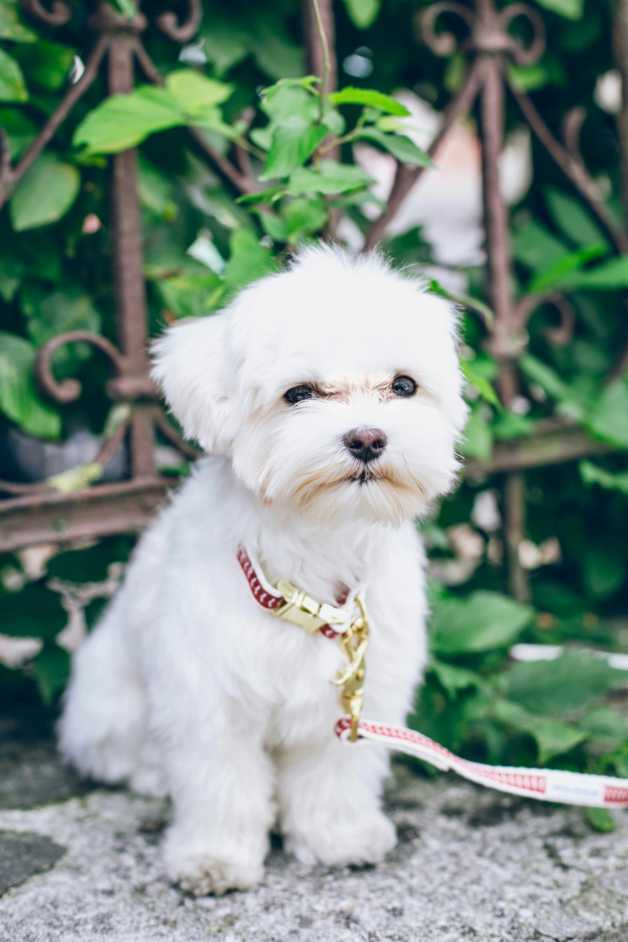 Learn, Don't Return - Maltese Dog Breed