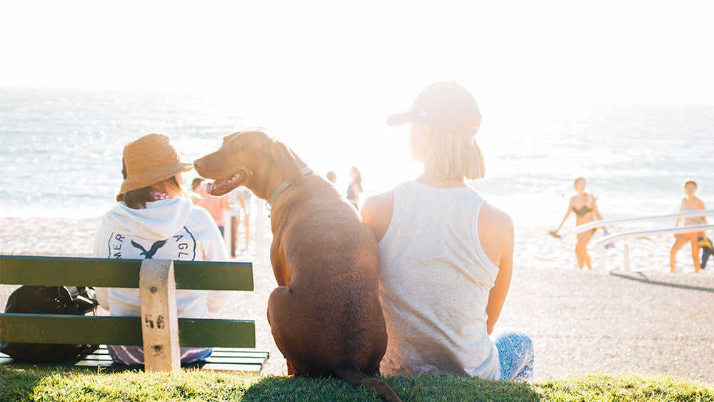 14 benefits of elevated floating pet bowls (2025)