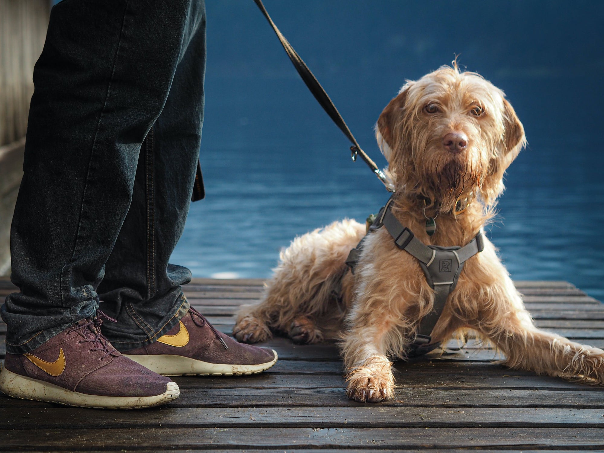 Quick AKC Obedience Basics - (2025)