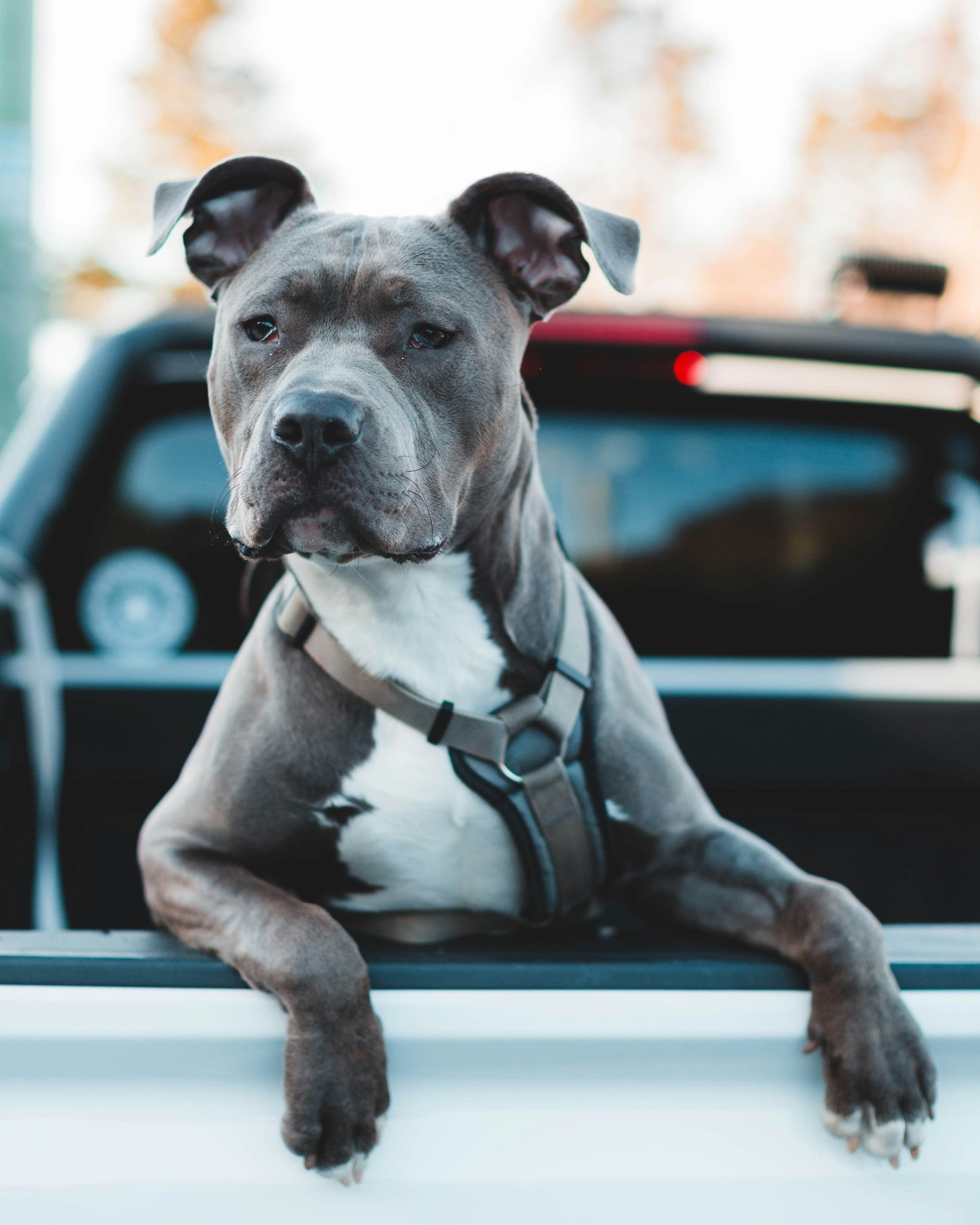 Learn, Don't Return - American Staffordshire Terrier Dog Breed