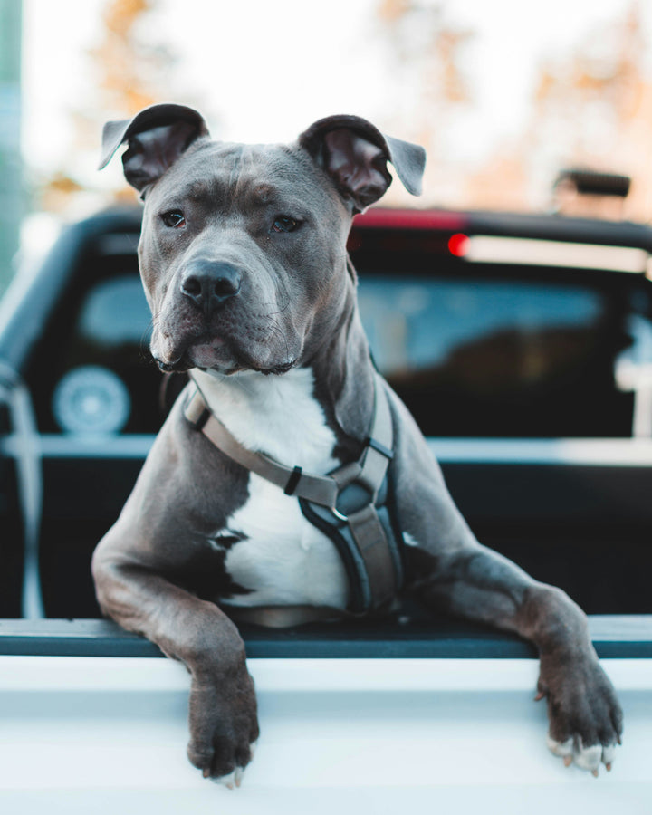 Learn, Don't Return - American Staffordshire Terrier dog breed