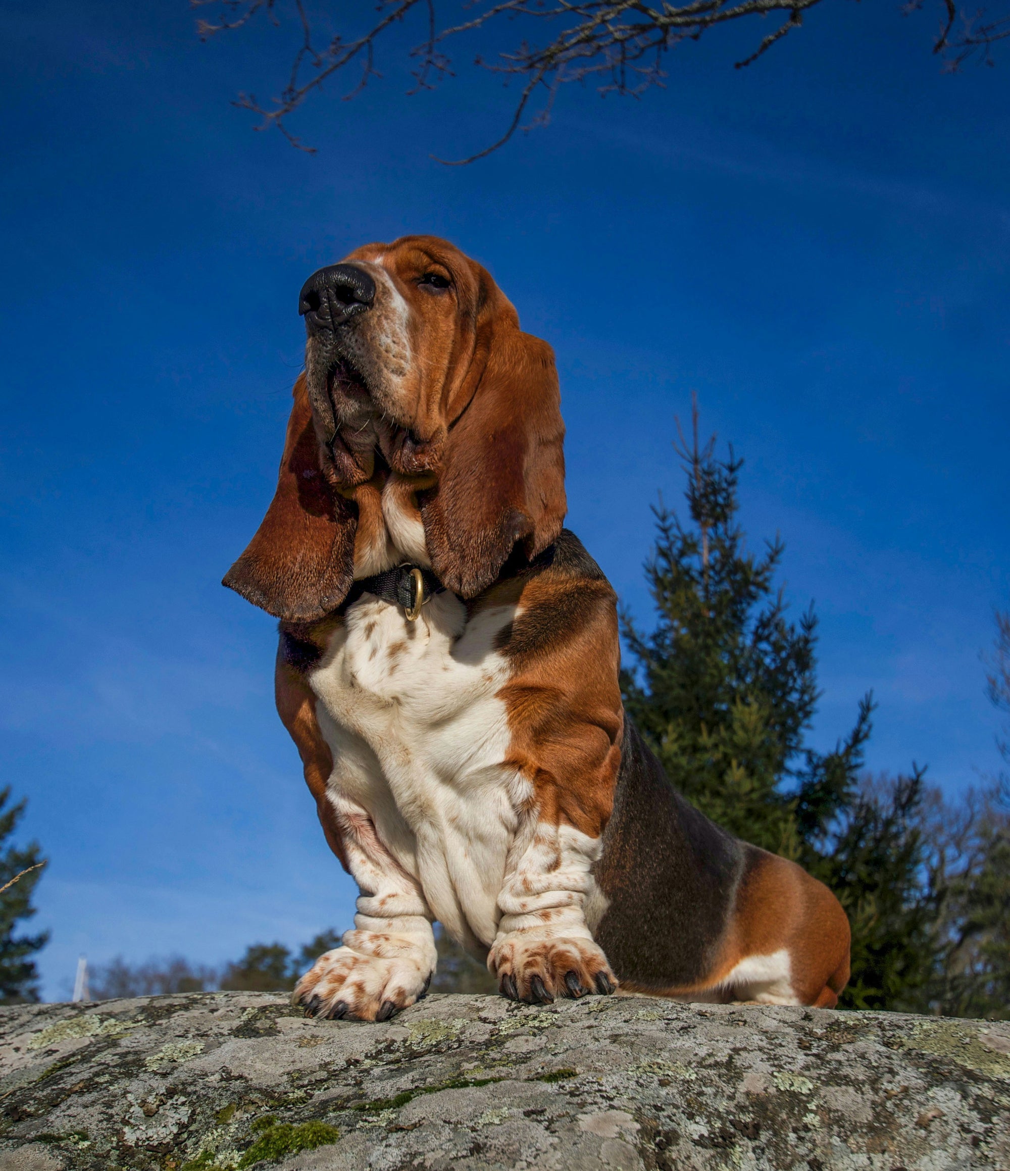 Learn, Don't Return - Basset Hound Dog Breed