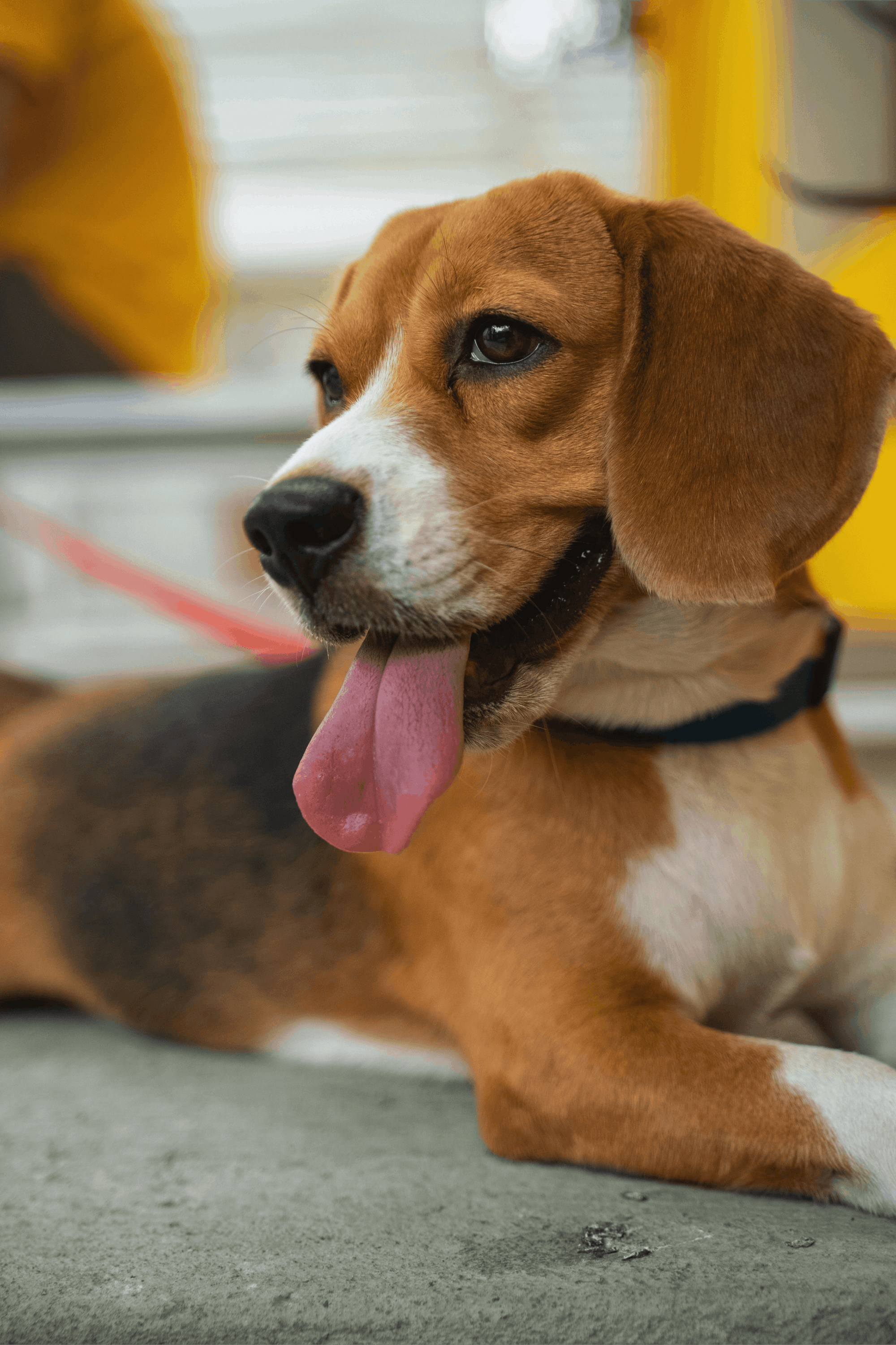 Learn, Don't Return - Beagle Dog Breed