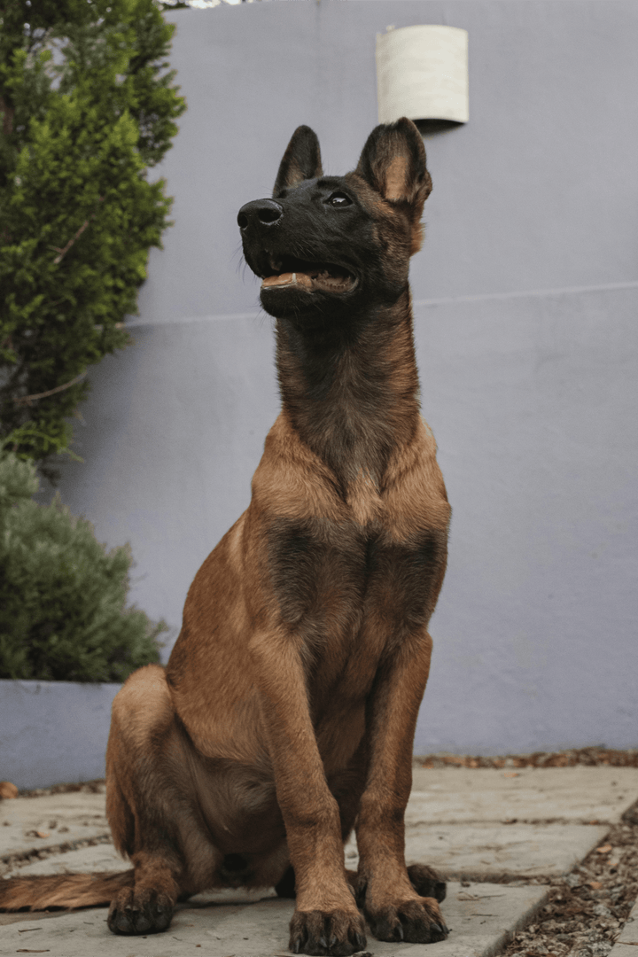 Learn, Don't Return - Belgian Malinois Dog Breed