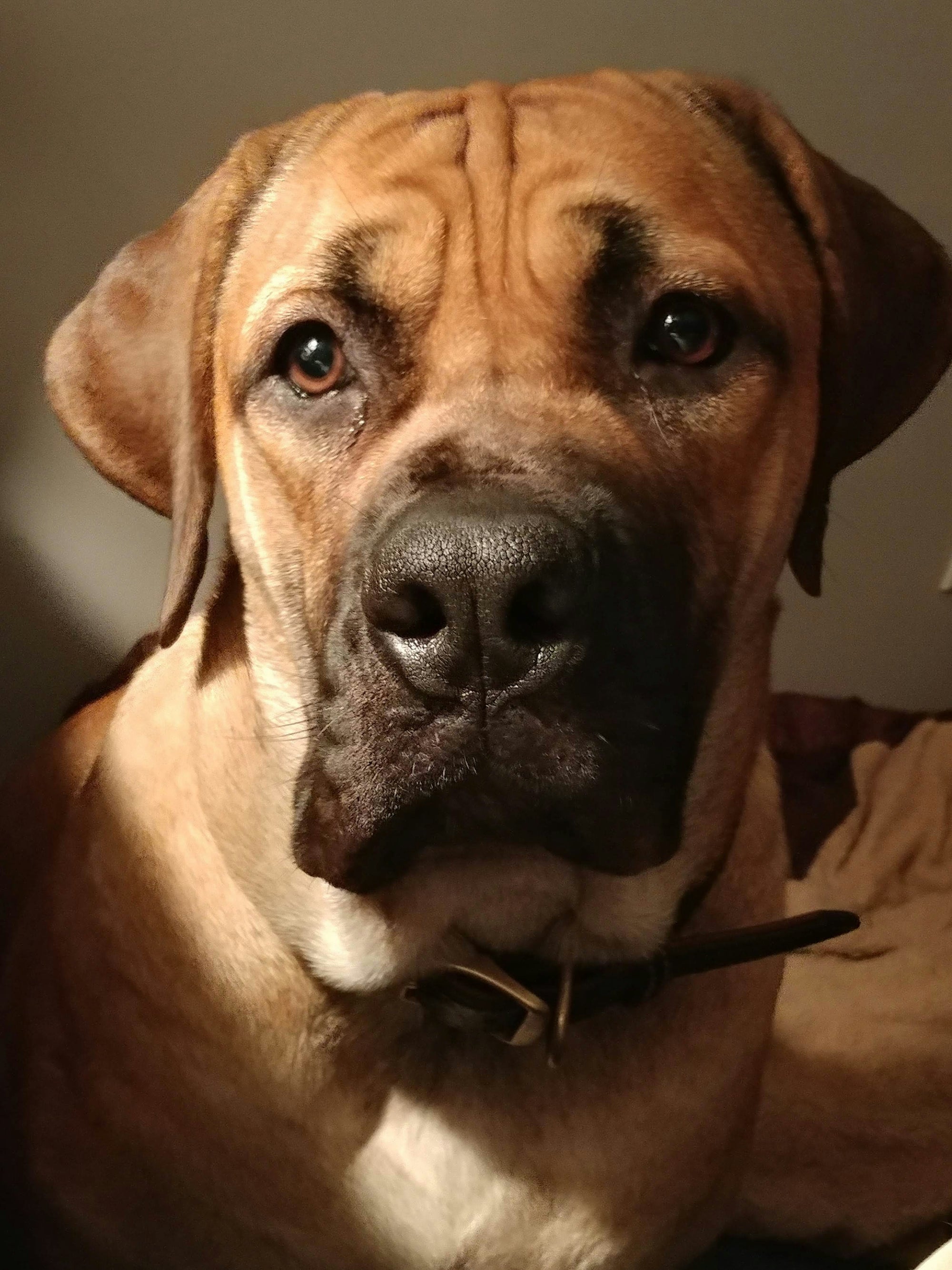 Learn, Don't Return - Boerboel Dog Breed