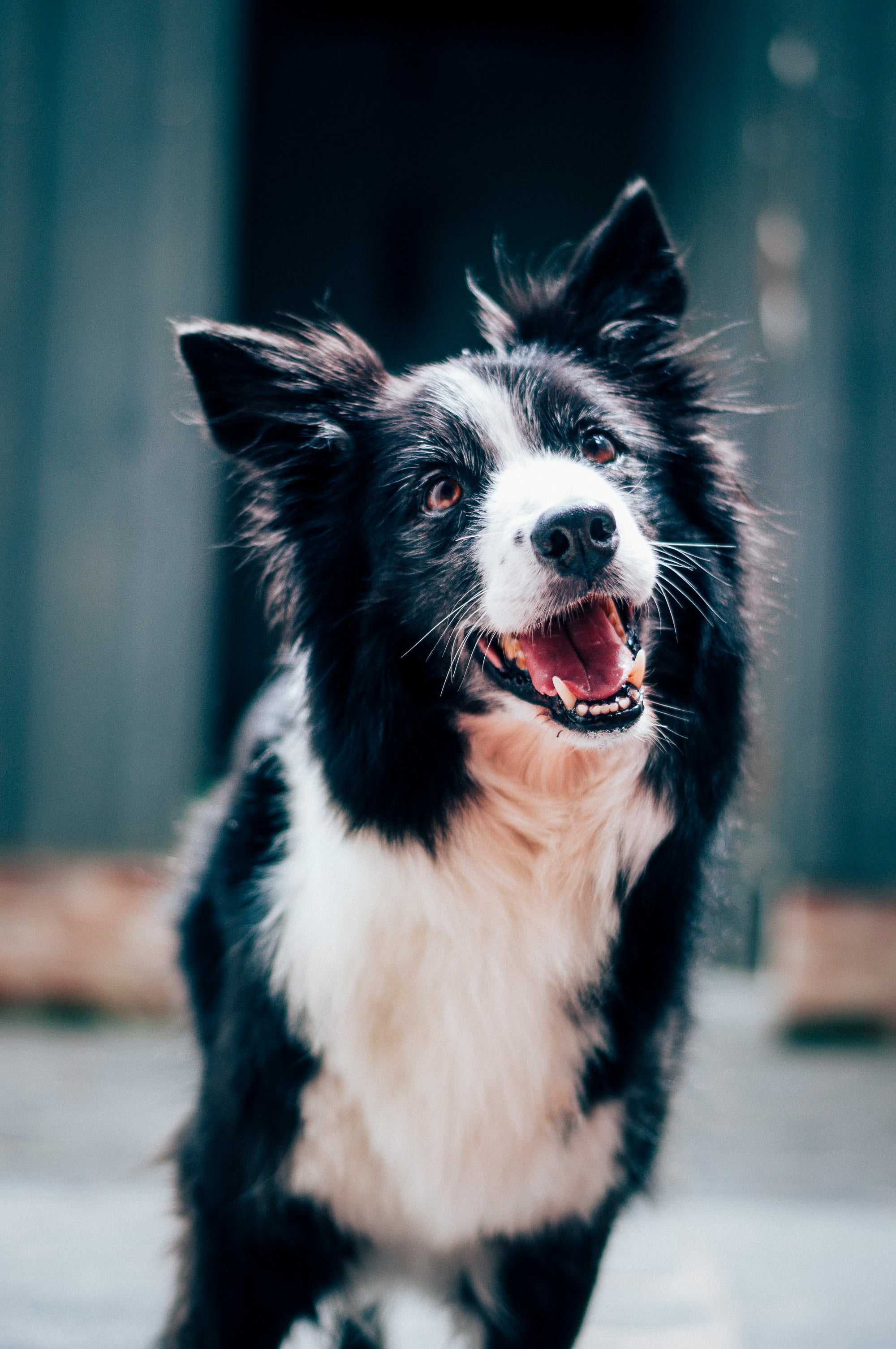 Learn, Don't Return - Border Collie Dog Breed