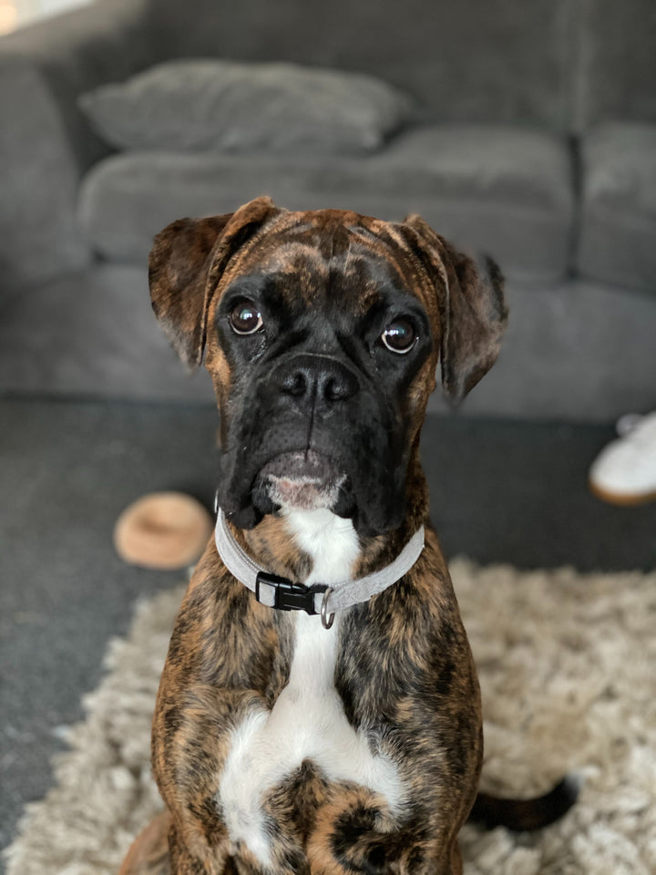 Learn, Don't Return - Boxer Dog Breed