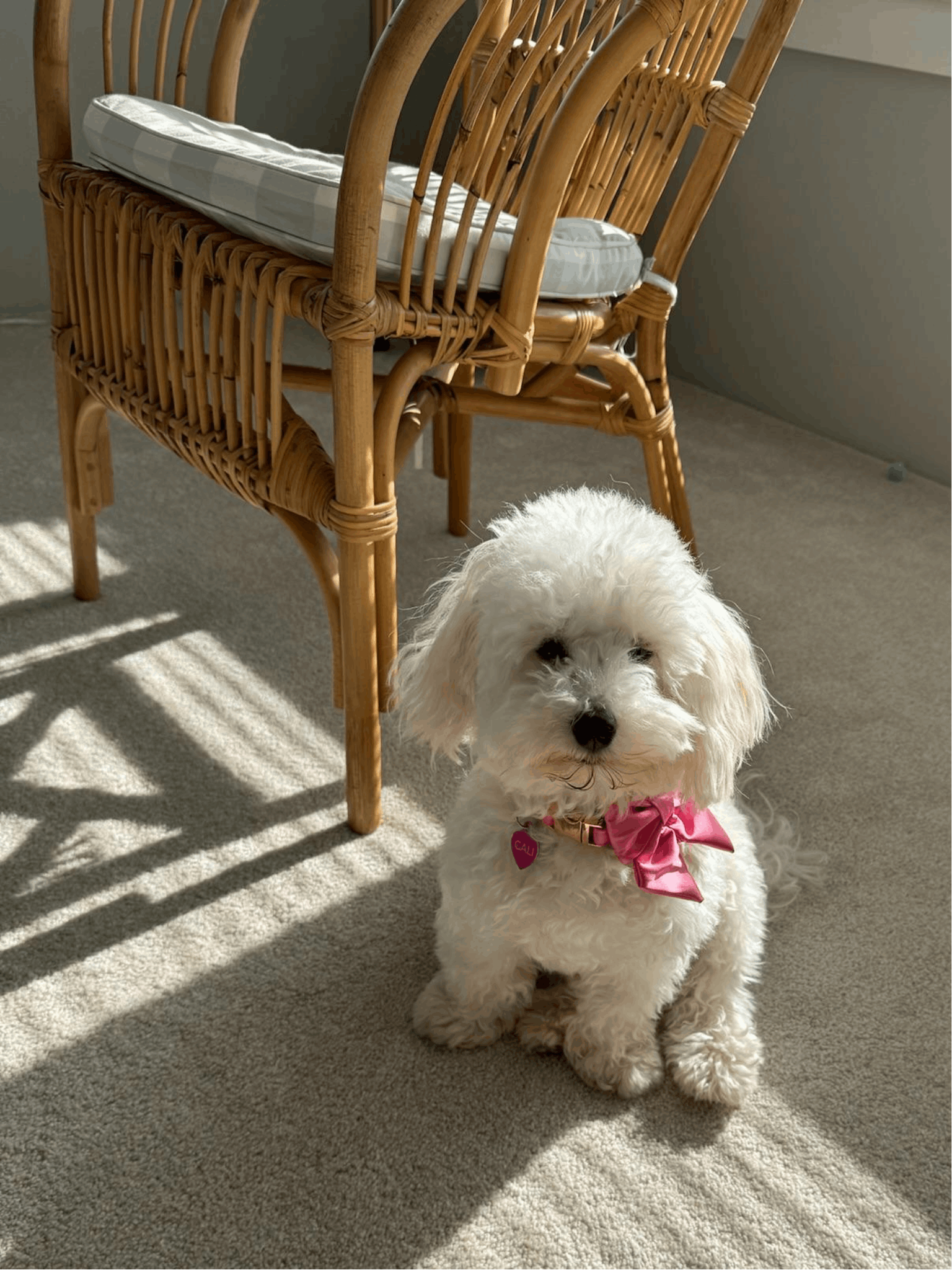 Learn, Don't Return - Havanese Dog Breed