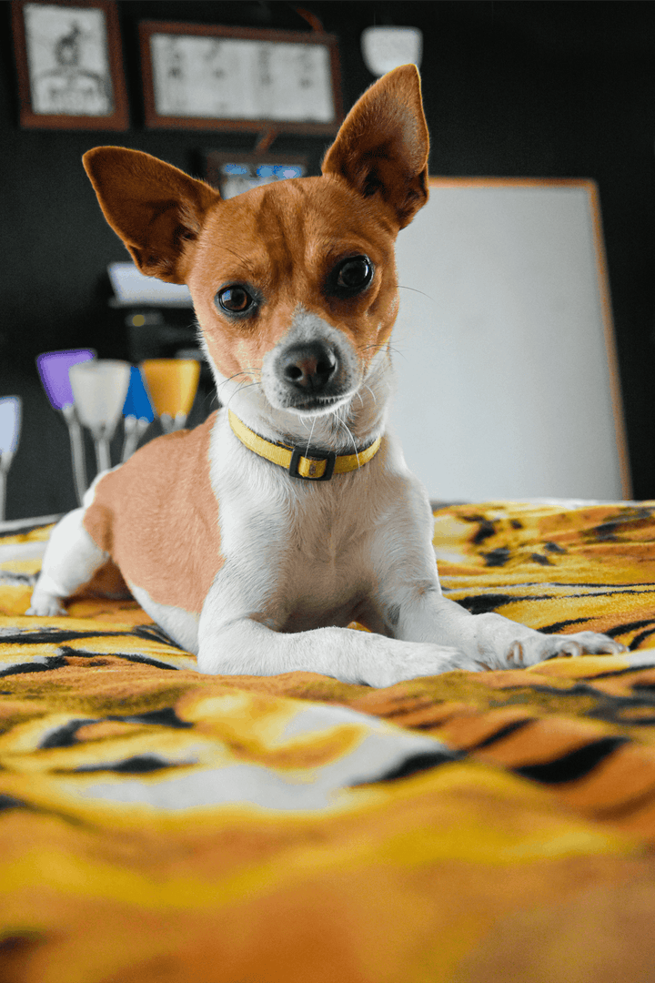 Learn, Don't Return - Chihuahua Dog Breed