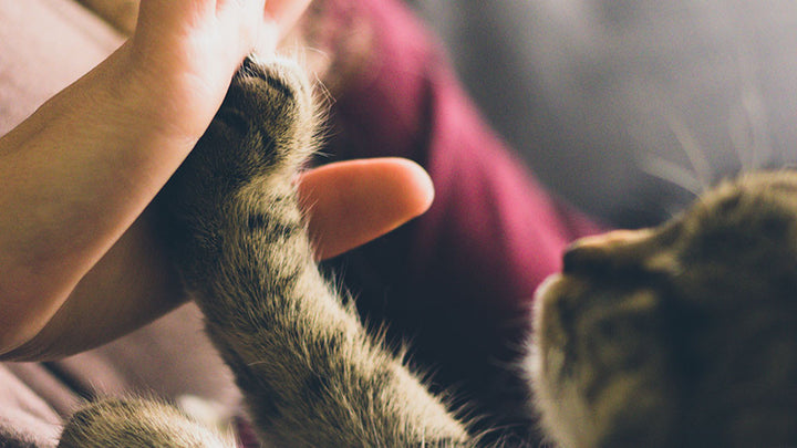 Getting Pet Surfaces Clean - Kitten Paw Touching Human Hand