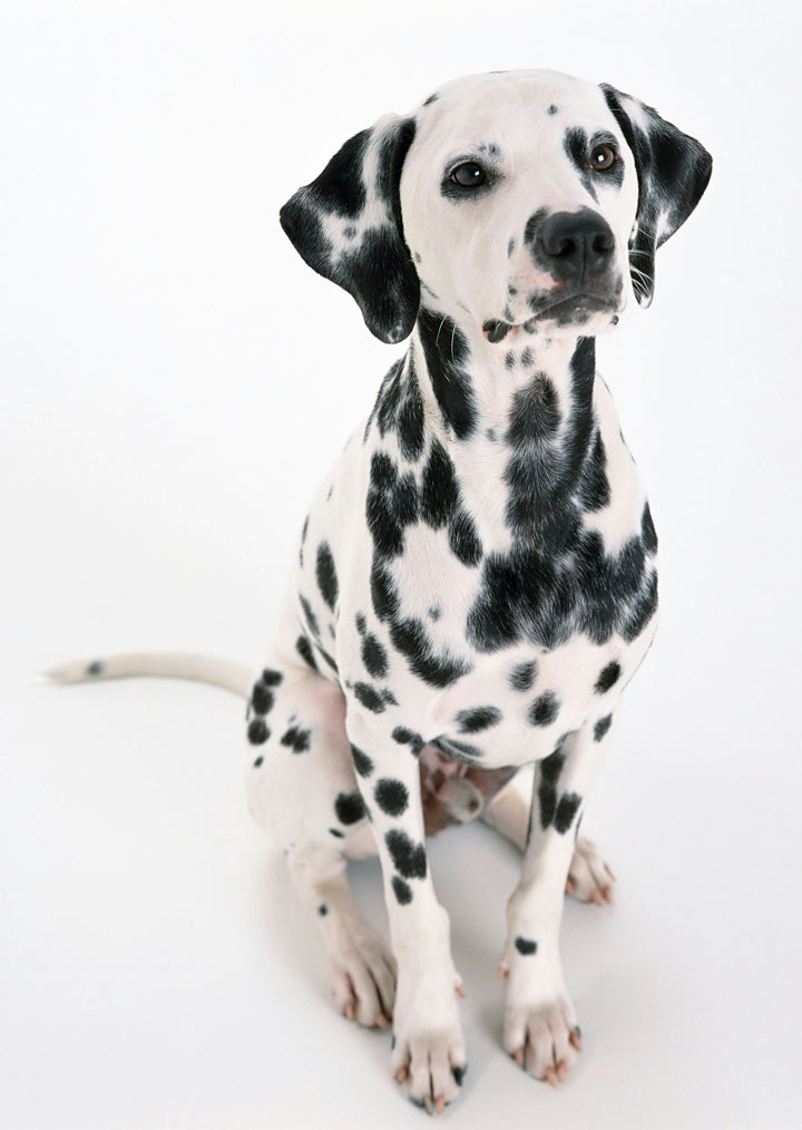 Learn, Don't Return - Dalmatian Dog Breed