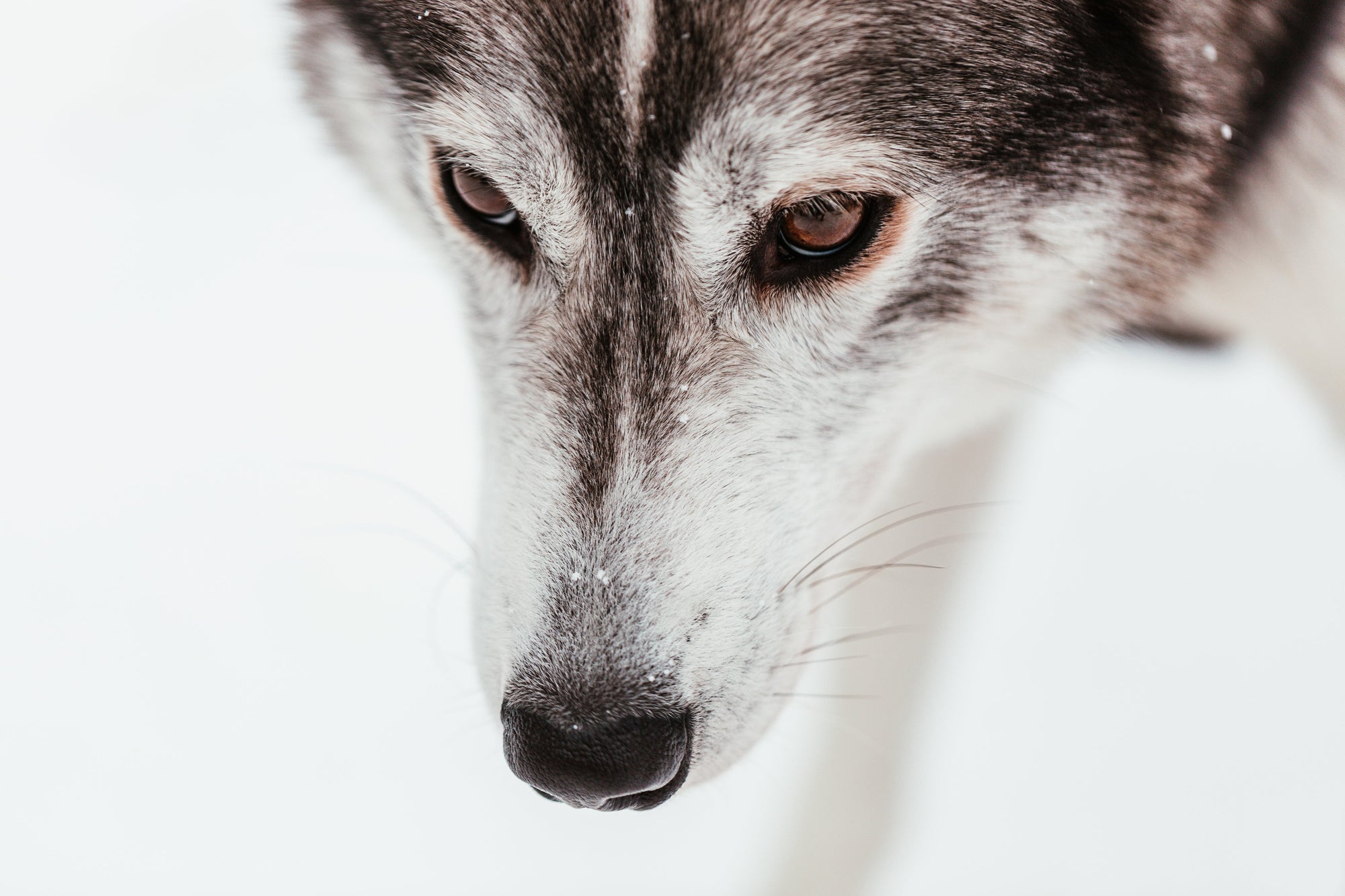 Quick AKC Scent Work Basics - Entry (2025)