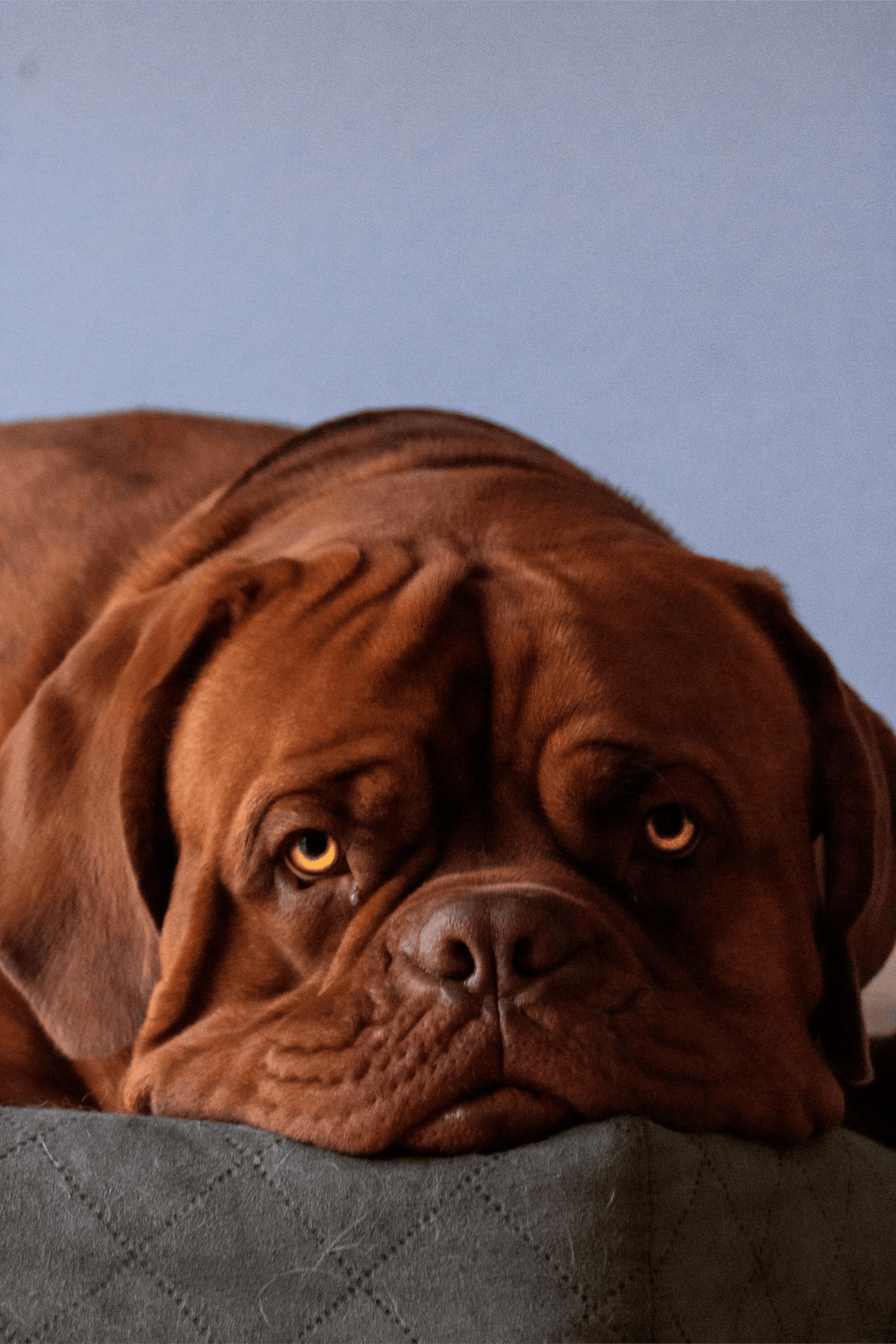 Learn, Don't Return - Dogue de Bordeaux Dog Breed
