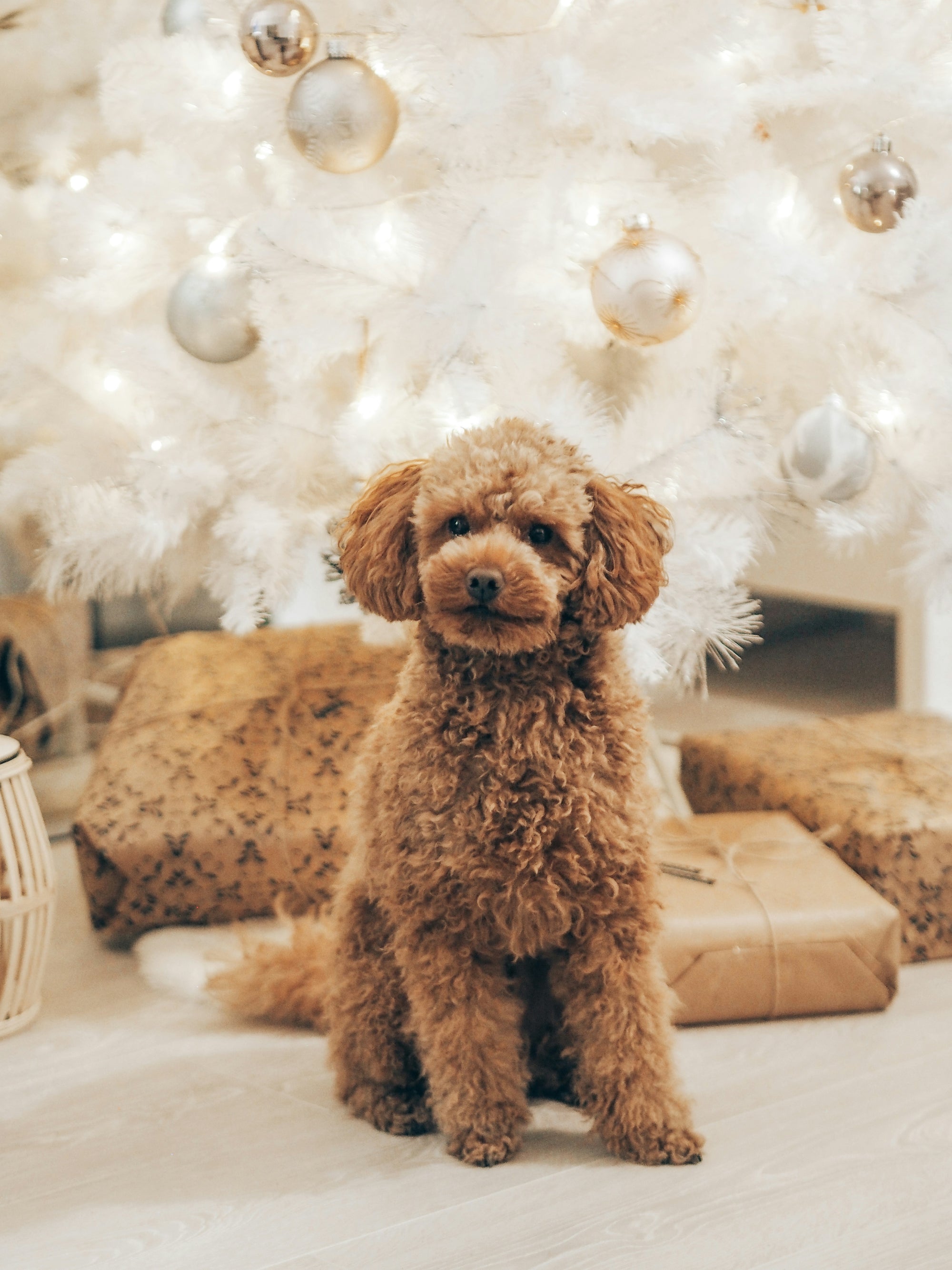 Learn, Don't Return - Poodle Standard and Miniature Dog Breed