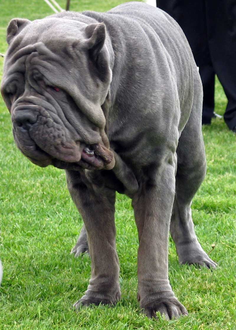 Learn, Don't Return - Neapolitan Mastiff Dog Breed