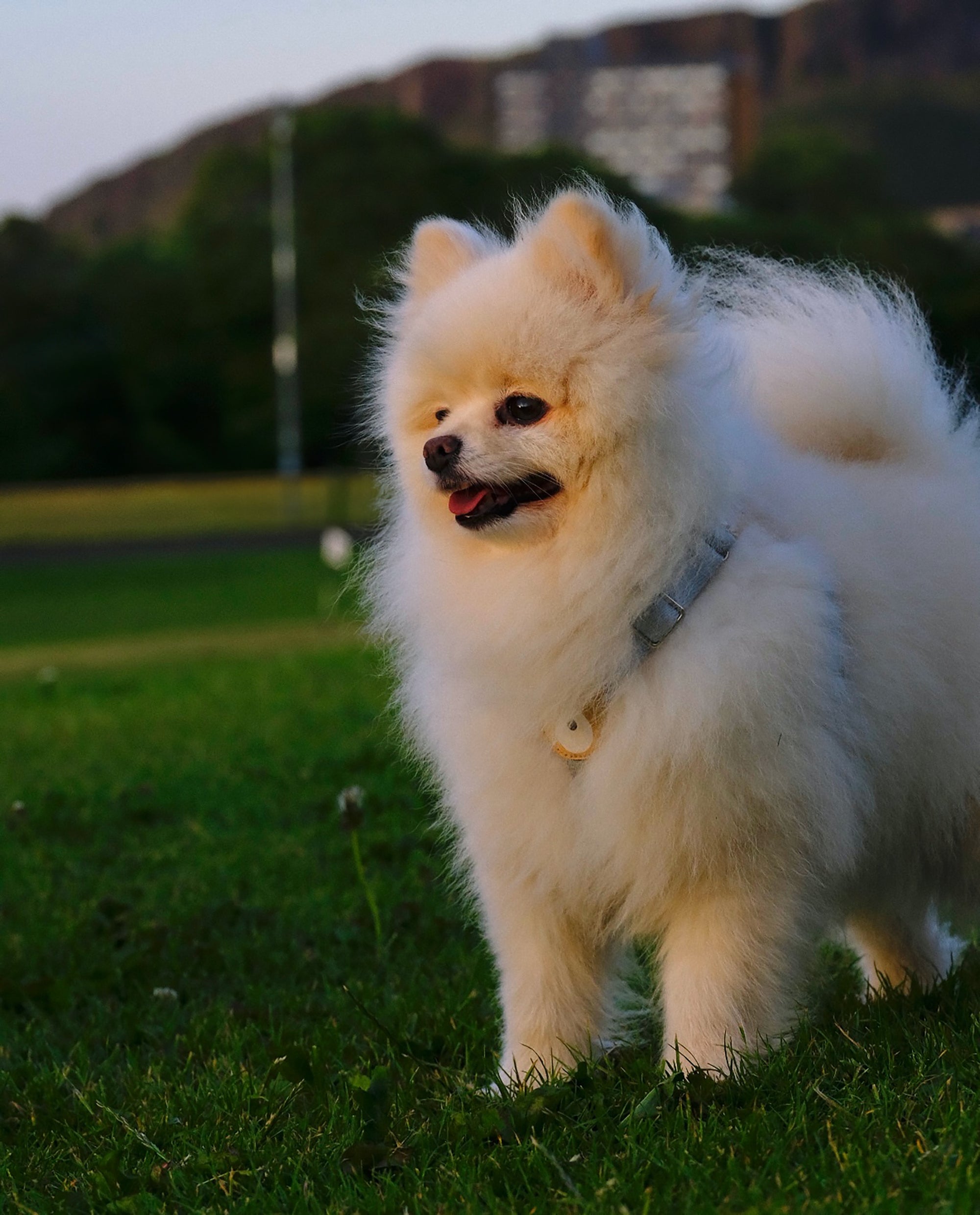Learn, Don't Return - Pomeranian Dog Breed