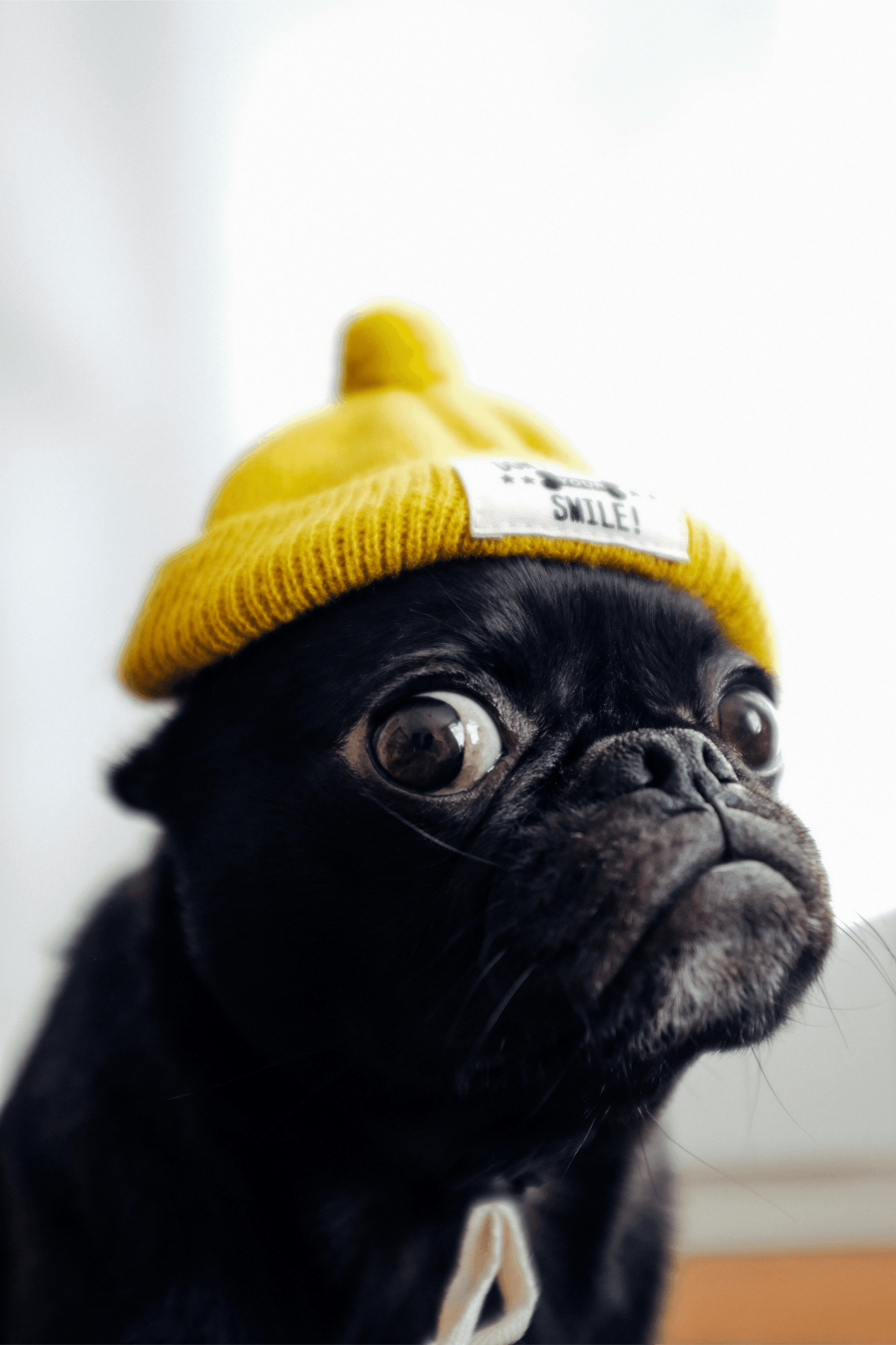 Learn, Don't Return - Pug Dog Breed