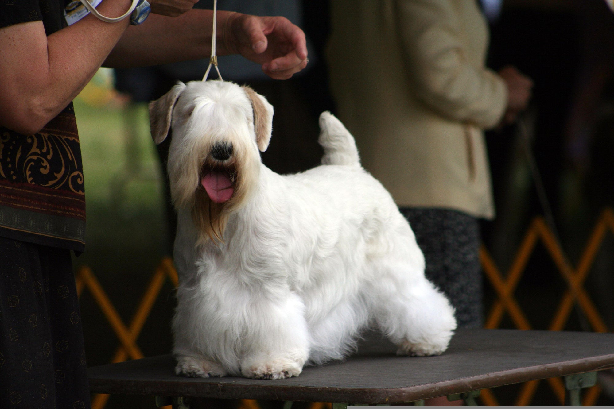 Learn, Don't Return - Sealyham Terrier Dog Breed