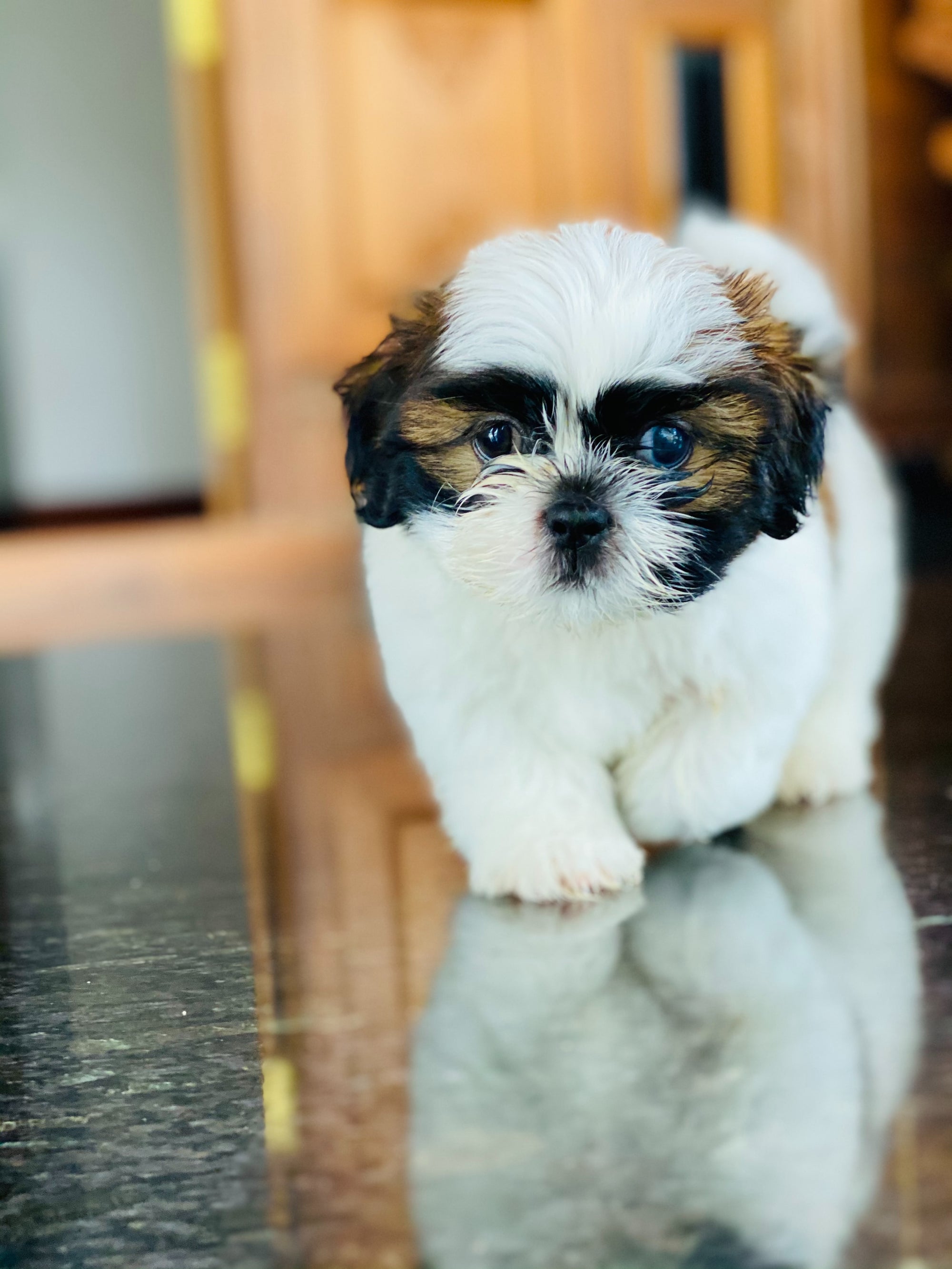 Learn, Don't Return - Shih Tzu Dog Breed