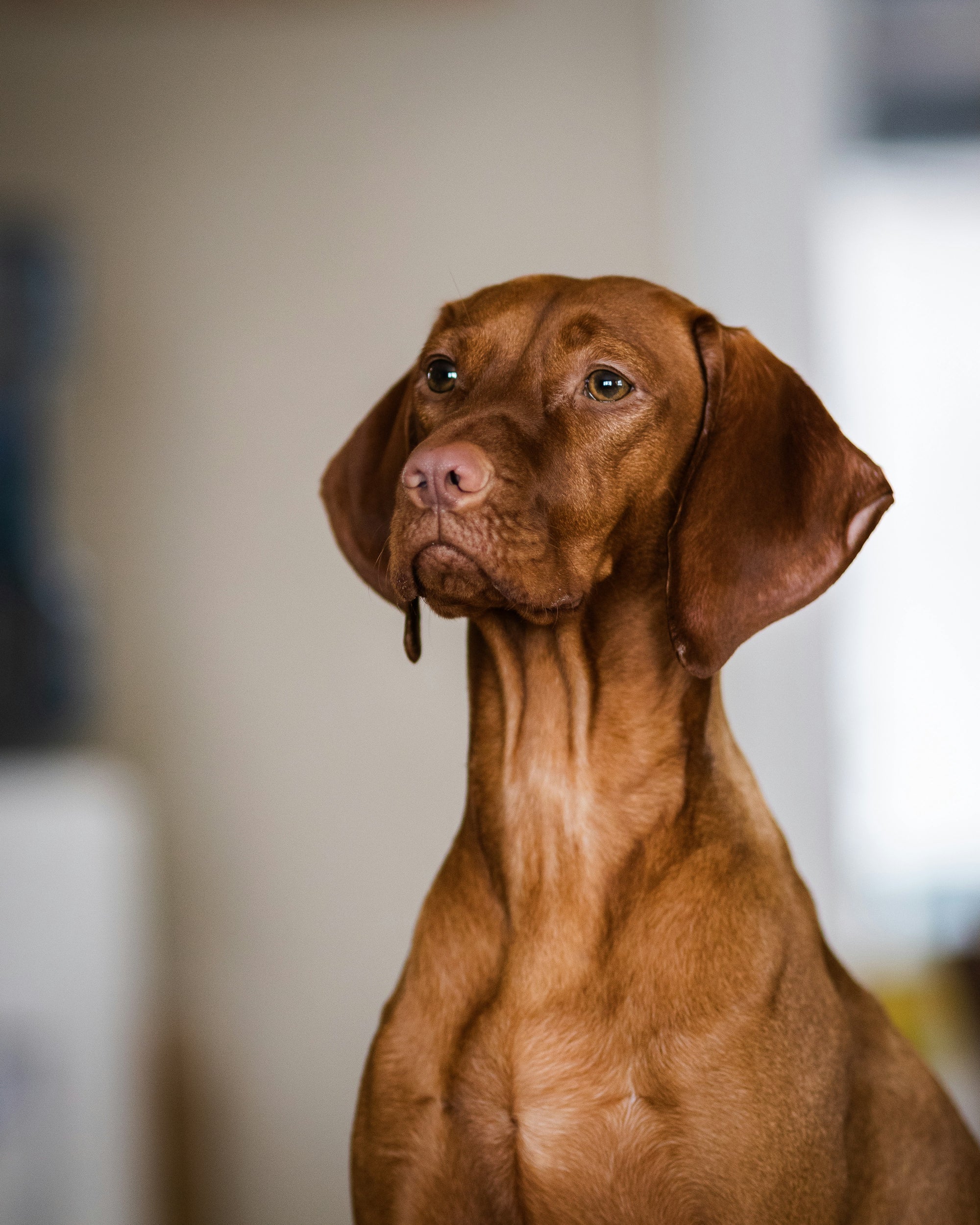 Learn, Don't Return - Vizsla Dog Breed