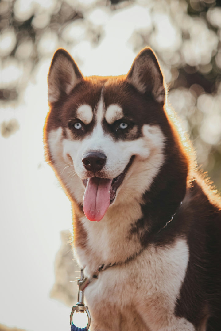 Learn, Don't Return - Siberian Husky Dog Breed